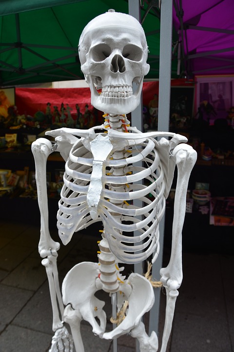 principales huesos esqueleto